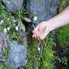 Plants: image 67 Of 117 Thumb
